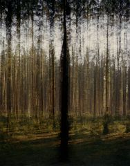 'Wald', Lambda-C-Print, 80x100 cm